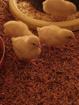 Nosnice Leghorn, sliepky, kury, kuriatka, kurčatá - 3