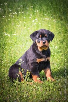 Rotvajler, rottweiler, RTW, s PP - 3