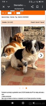 Hľadám psíka šteniatko do bytu - 3
