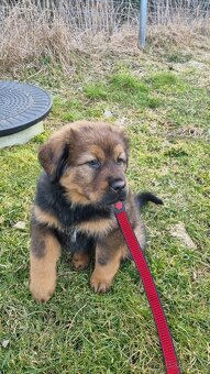 Tibetska doga šteniatka s PP - 3