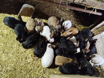 Predám Mladé králiky - 3