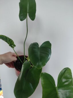 Philodendron Burle Marx - 3