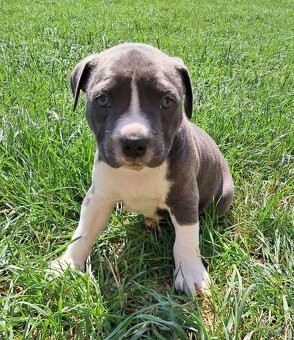 Šteniatka - Americký stafordšírsky teriér (Amstaff, Staford) - 3