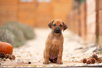 Rhodéský ridgeback štěňátka s PP - 3