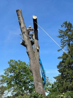 Arboristika, rizikove pílenie - 3
