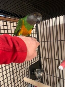 Papagaj senegalsky - 3