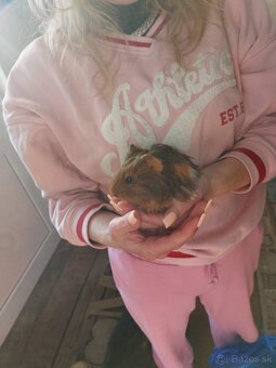 Rozetové morča - 3