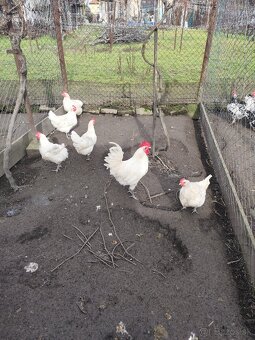 Bresse galouse ,Bresse - 3