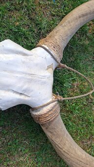 Lebka býka s rohmi dekorácia - 3