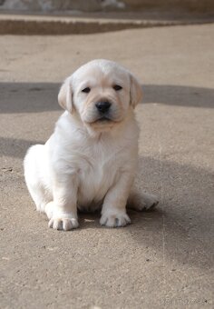 LABRADOR RETRIEVER s PP - 3