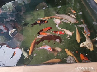 Koi Kapor - 3