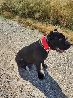 Cane corso - 3