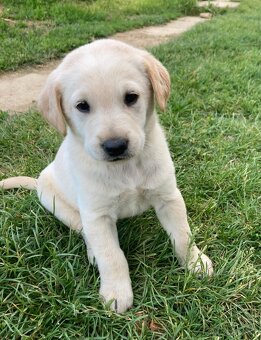 Šteniatka - labrador, retriever - 3