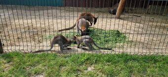 Klokan Wallaby - 3