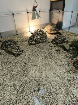 Korytnačka leoparida Pardalis - 3