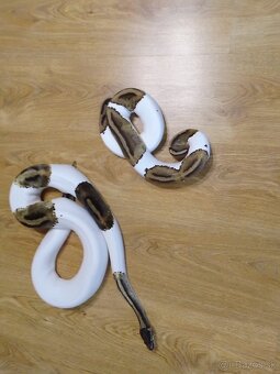 Python regius piebald - dve dospelé samice - 3