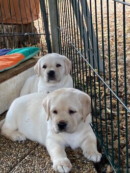 Labrador retriever žlté šteniatka s PP - 3