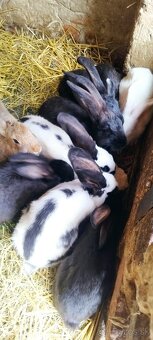 Samičky a samec mix Nemecký a Kalifornský králik - 3
