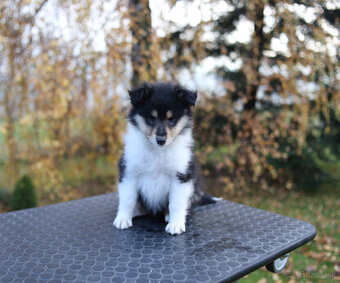 Kólia dlhosrstá - šteniatka s PP (FCI) - 3