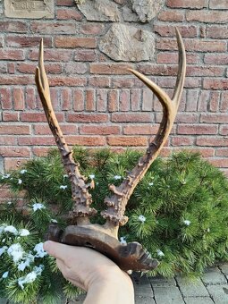 Trofej sibírsky srnec - 3