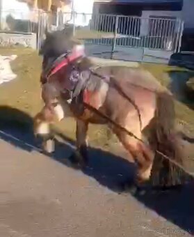 Ťažný kôň predaj - 3