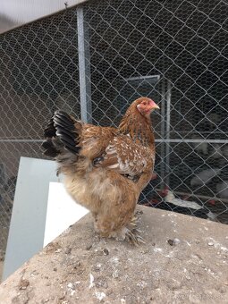 Nasadove vajíčka - 3