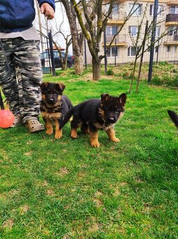 Nemecky ovčiak šteniatka - 3