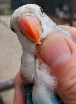 Agapornis fischeri samec - 3