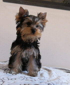 Yorkshire terrier York Yorkshir Yorkshirský teriér s PP - 3