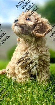 Cavapoo maltipoo Cockapoo pudel - 3