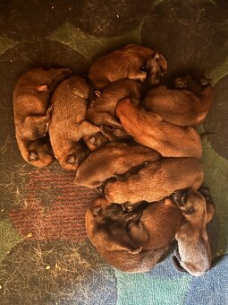 Belgicky ovčiak Malinois - 3