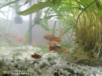 Predam akvárium - 3