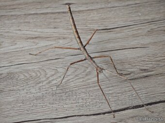 Pakobylka rožkatá - Medauroidea extradentata - 3
