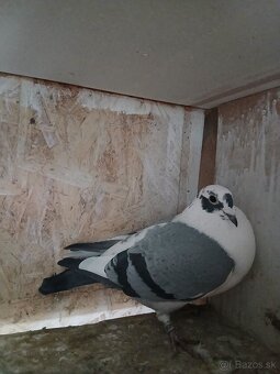 Poštové holuby - 3