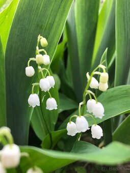 Predám KONVALINKY cibulky - 3