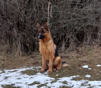 NEMECKÝ OVČIAK - 3