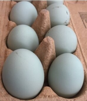 2-týždňové kuričky Dominant Blueshell BLS959 - 3