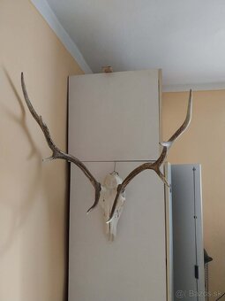 Trofeje na predaj - 3