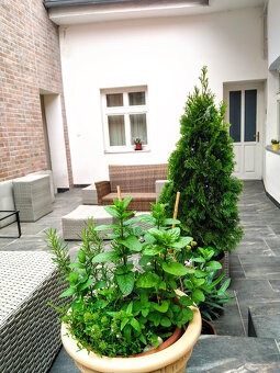 Prenájom, veľký apartmán v centre Košíc - 3