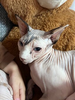 Sphynx - 3