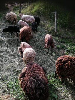 Mini ovce s jahnatami na predaj - 3