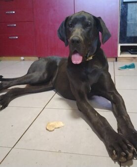 Nemecká doga - 3