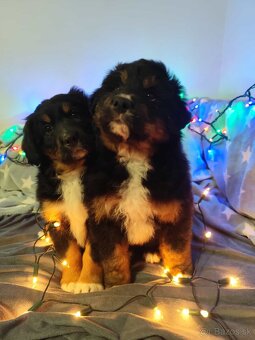 Bernský salašnícky - 3