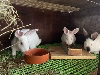 Predám zajace hyla samice-samce - 3