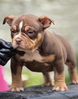 American Bully - 3