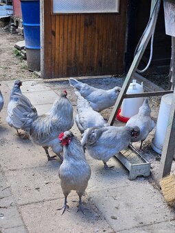 Nasadove vaj.araucana lavender,araucana,hodvabnicka usa - 3