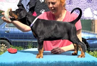 Doberman s PP FCI - 3