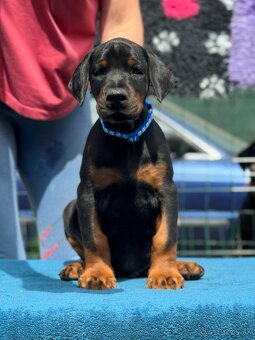 Doberman s PP FCI - 3