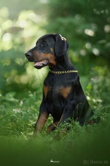 Doberman s PP FCI - 3