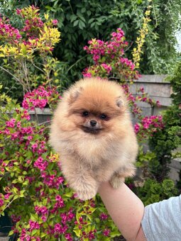 Pomeranian FCI - 3